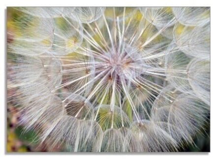 Dandelion