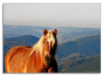 Postkarte Haflinger