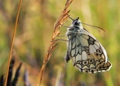 Postkarte Schmetterling