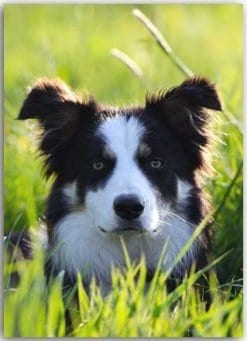 Postkarte Border Collie