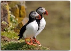 Postkarte Puffins