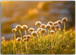 Postkarte Abendsonne