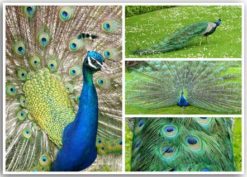 Postkartencollage Pfau