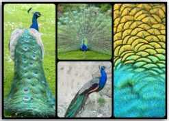 Collage Pfau