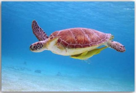 Sea turtle 1