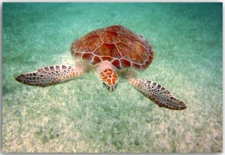 Sea turtle 2