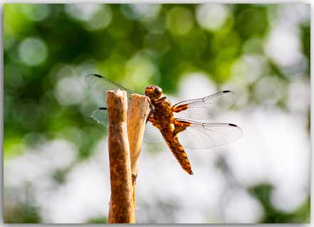 Postkarte Dragonfly