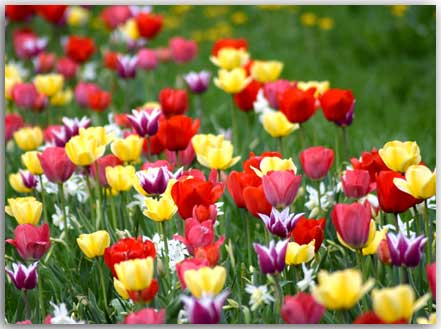 Postkate mit Tulpen