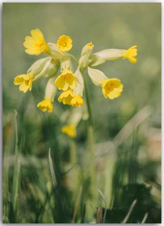 Postkarte Schlüsselblume