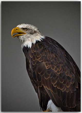 Postkarte Weißkopfseeadler