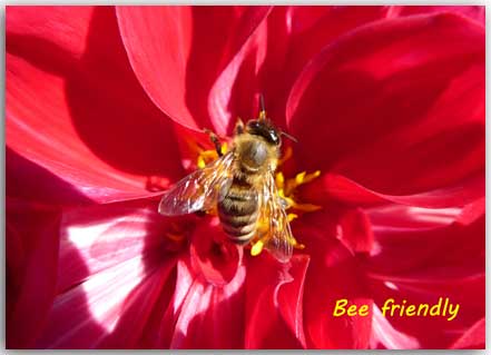 Postcard Bee friendly