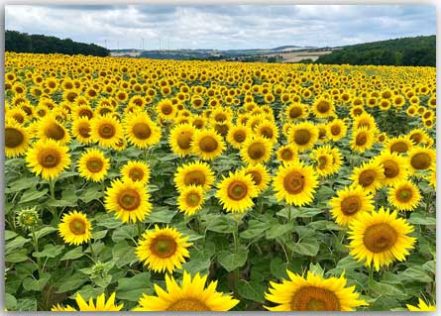 Postkarte Sonnenblumenfeld