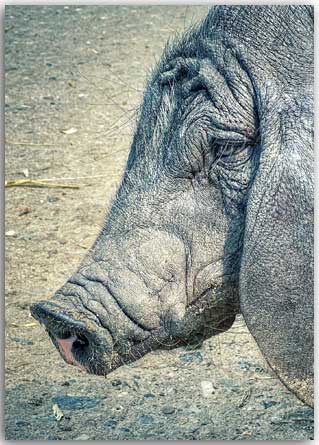 Postkarte Schweinekarte